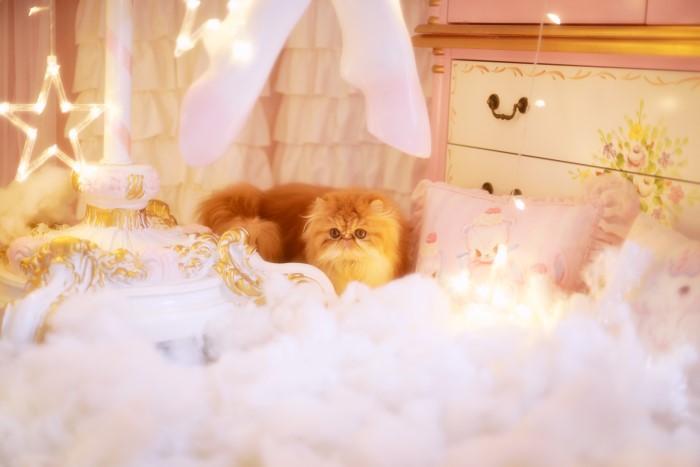 人气动漫Coser@鳗鱼霏儿 – 猫 [20P/197MB]