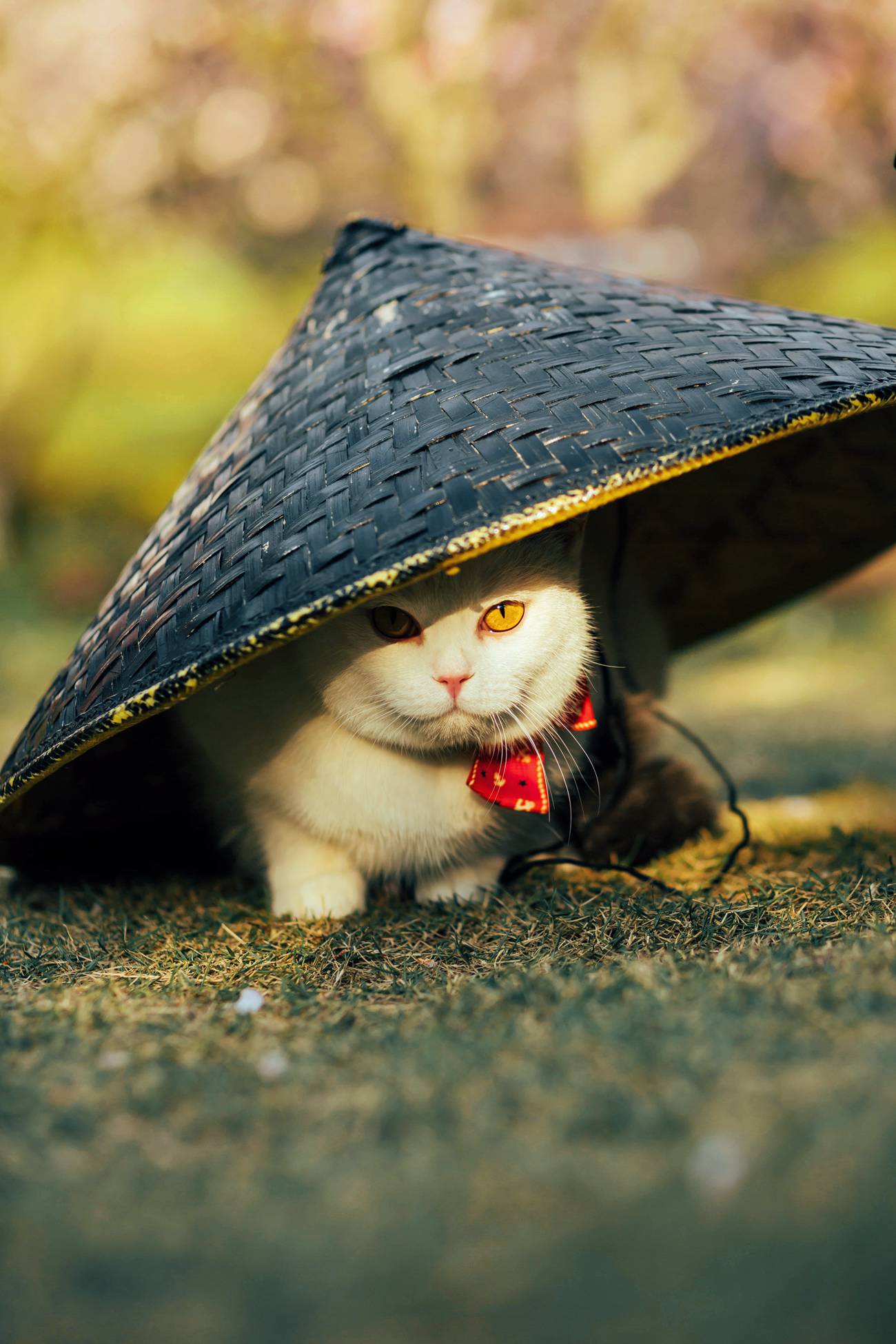 [YITUYU艺图语] 2021.09.04 猫侍 邱风 [31P/311MB]