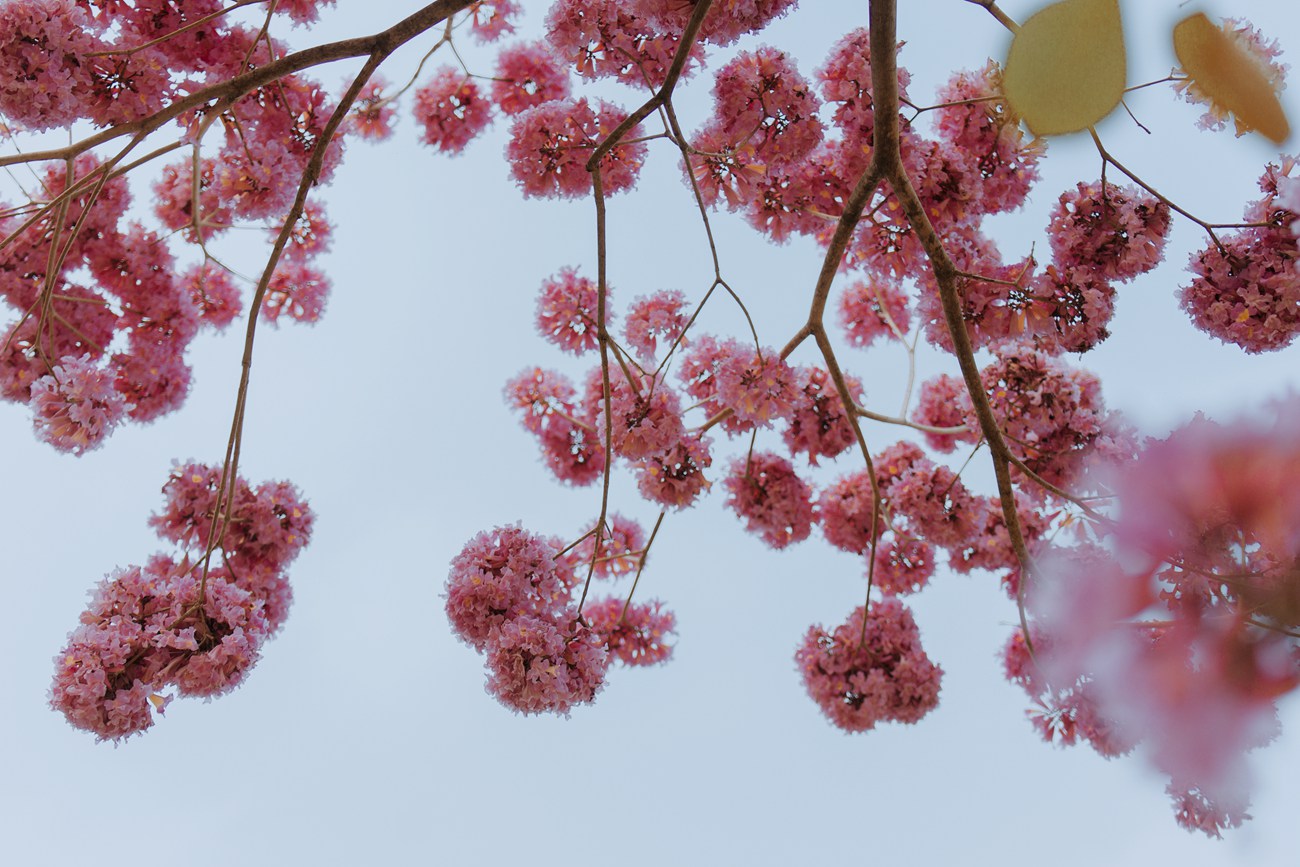 PingPing  - Illustrious[18P/215MB]