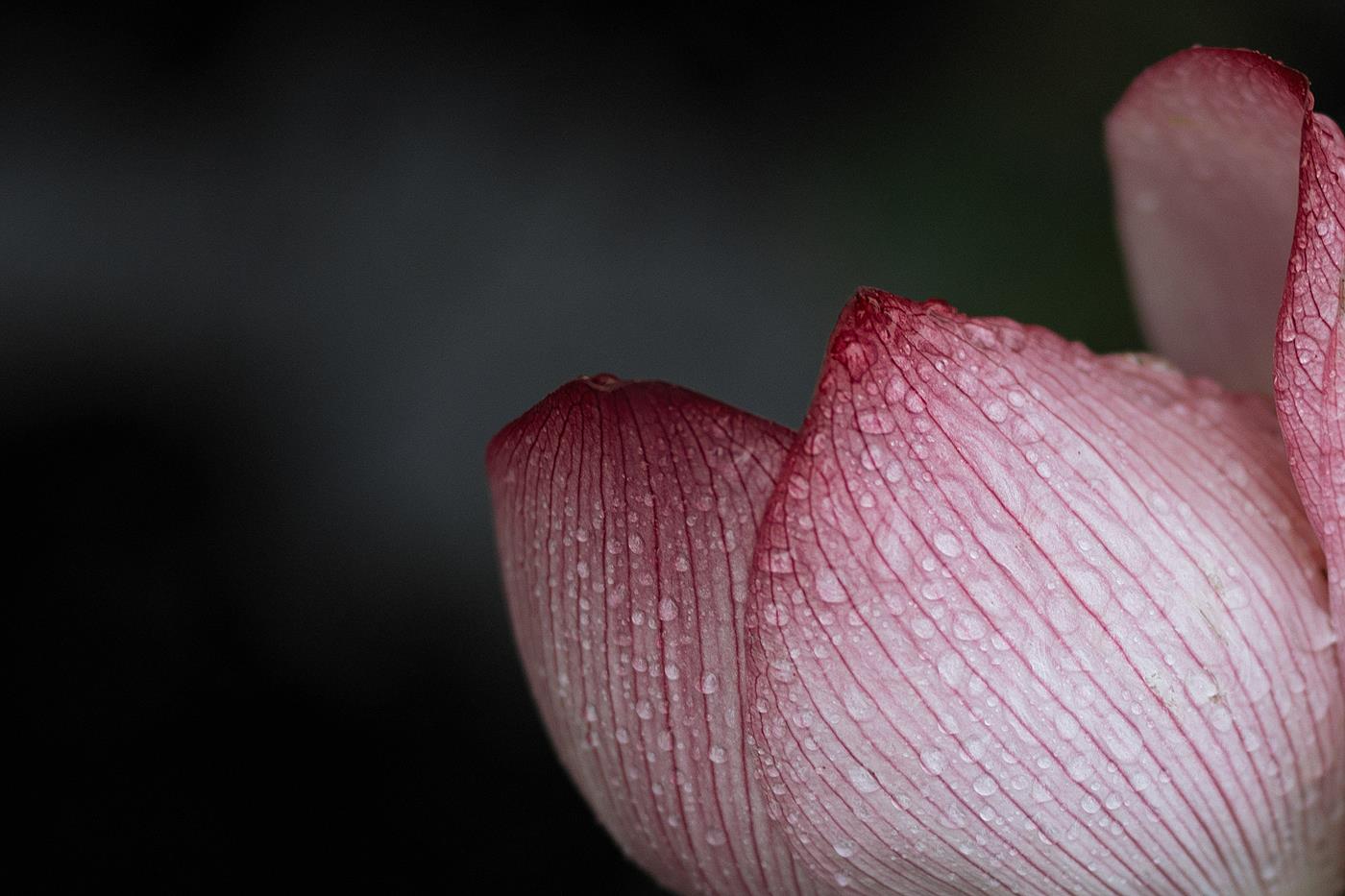 [YITUYU艺图语] 2022.02.02 层波潋滟远山横 一笑一倾城 柳柳杨柳柳_ [23P/513MB]