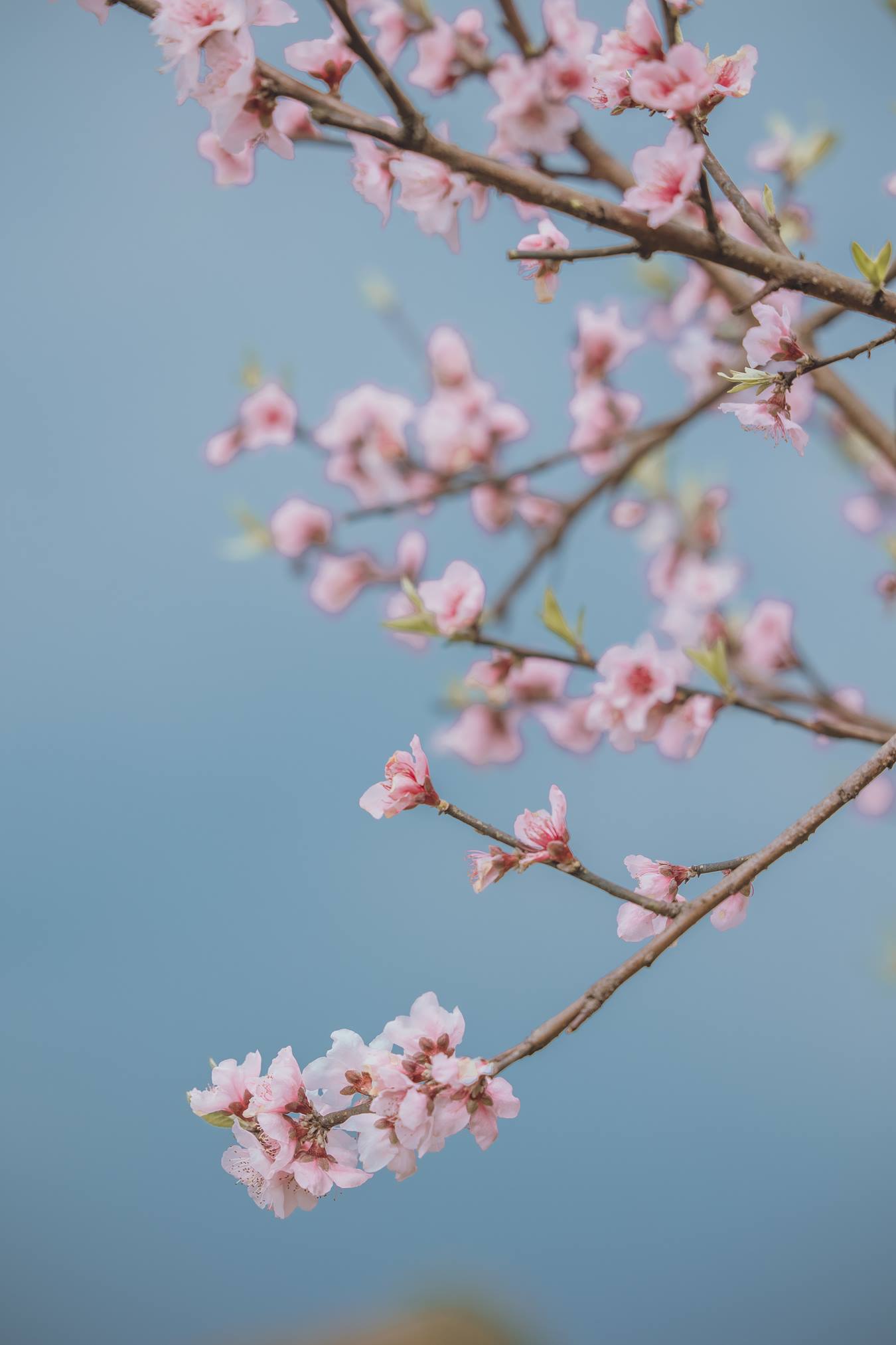 [YITUU艺图语] 2022.04.10 春日 睿睿 [56P/566MB]