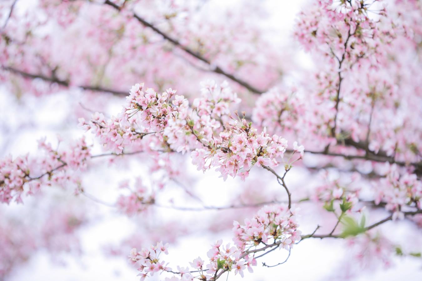 [YITUU艺图语] 2022.04.23 秋千架下 槐枝- [22P/455MB]