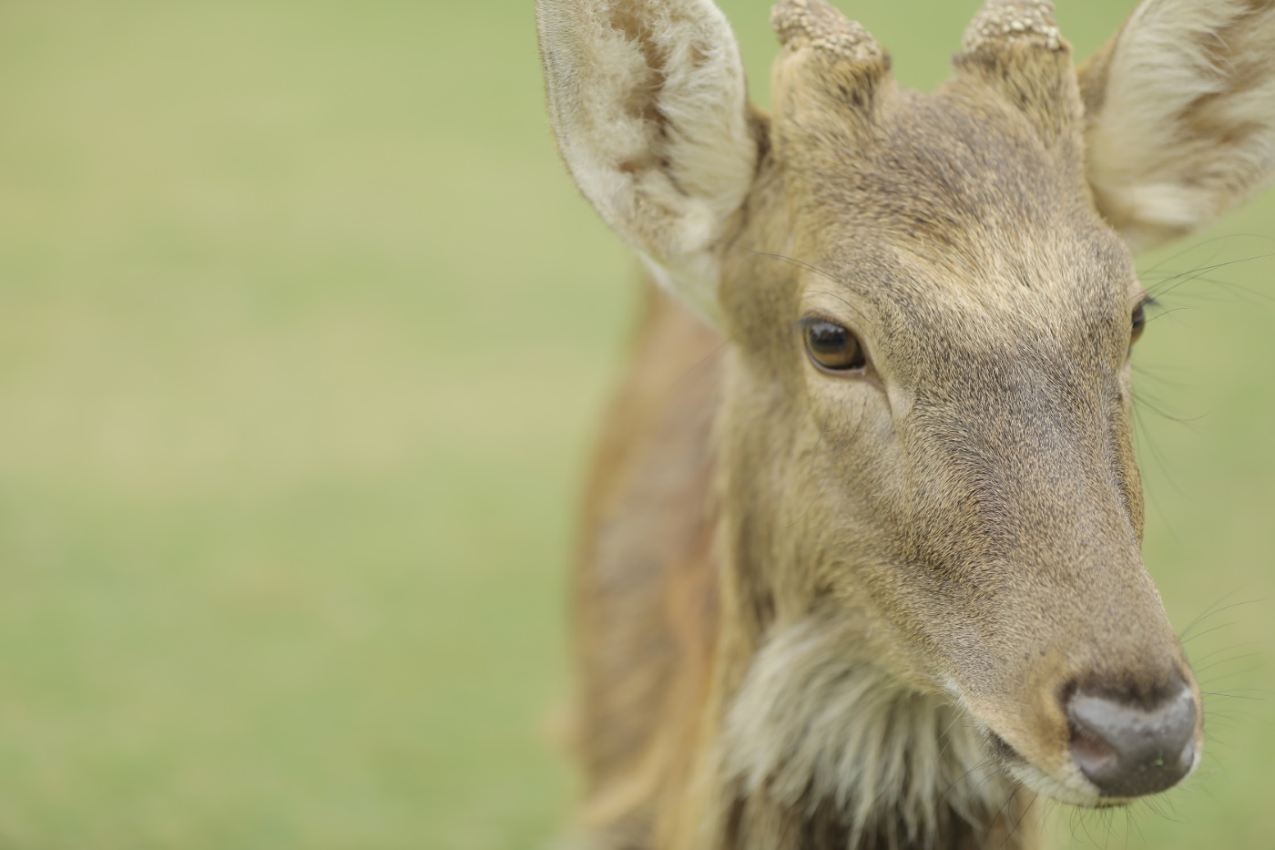 [YITUYU艺图语] 2022.06.27 春风十里 芝芝琪 [22P/233MB]