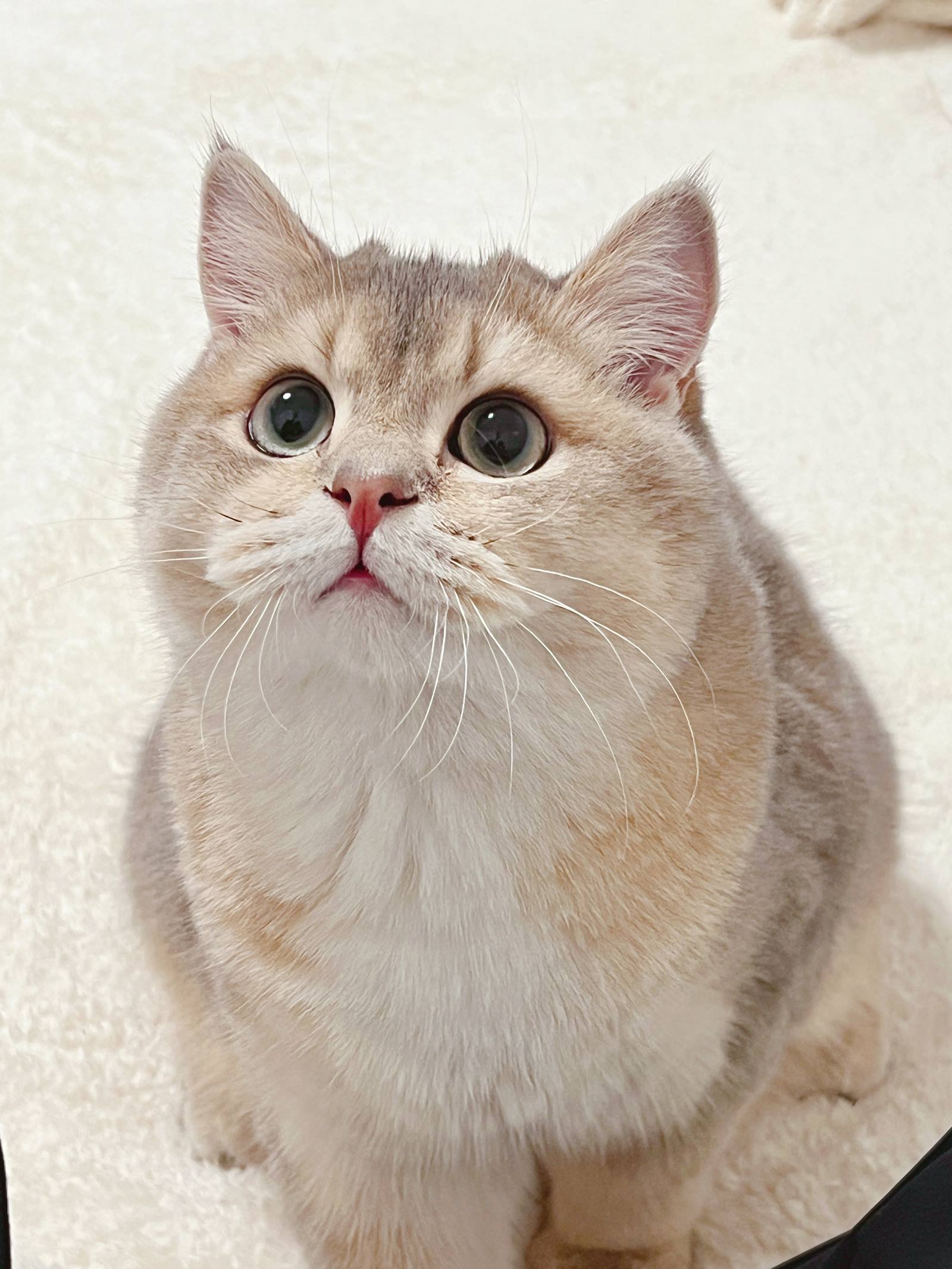 眼酱大魔王w - 2022年11月fantia会员合集[41P/3V/213MB]