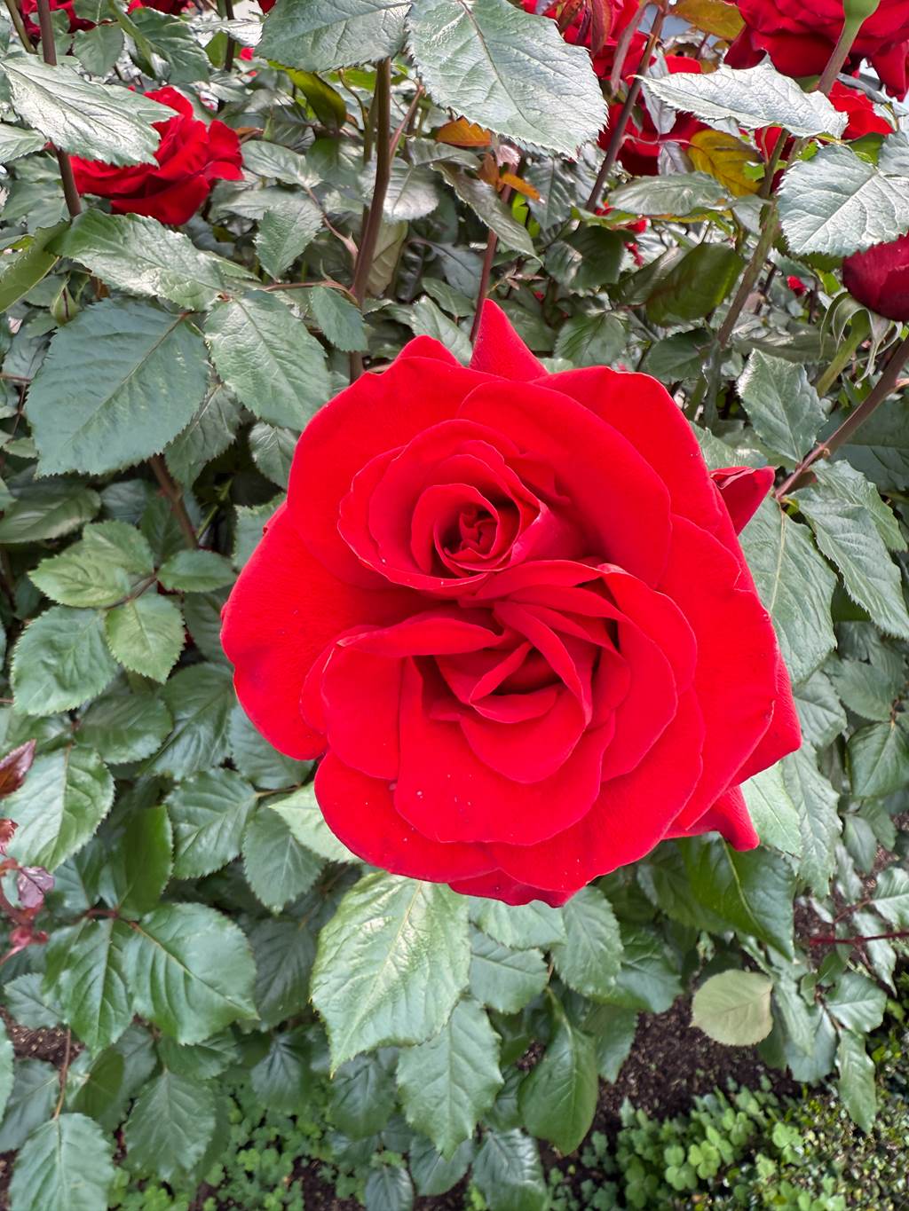 Hane Ame 雨波写真 - 玫瑰刚好绽放[30P/4V/230MB]