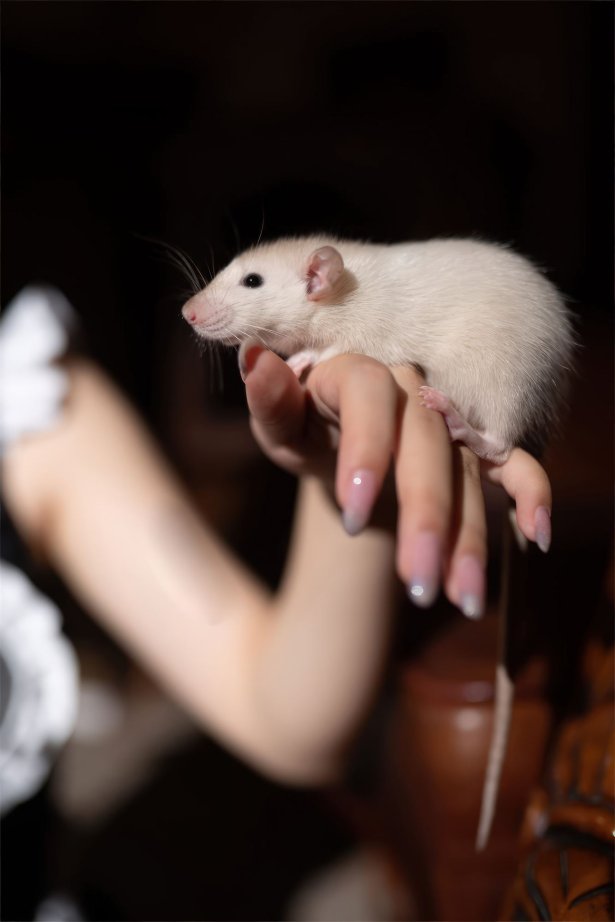 花铃 - 马戏团芭蕾 吊带袜高叉[43P/324MB]